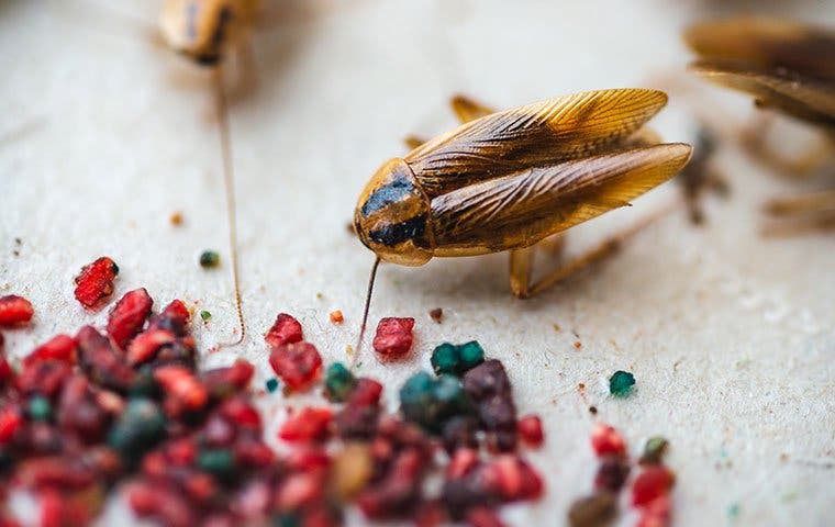 a german cockroach crawling on a kitchen counter