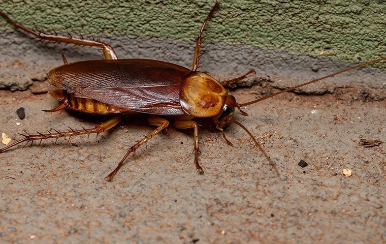 an american cockroach crawling in a basement