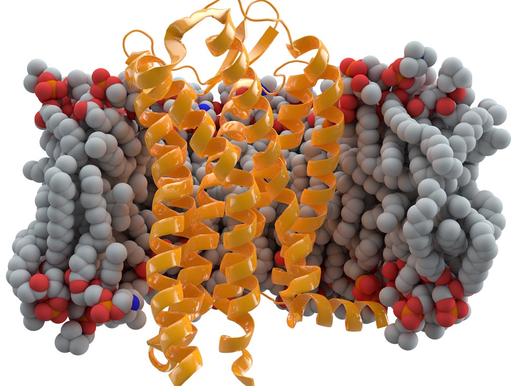 CCR5 Receptor CCR5 Receptor