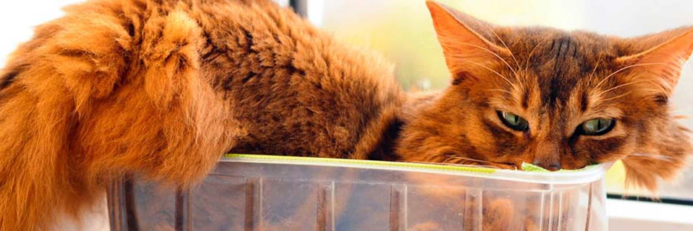 Furry red cat in a too small box