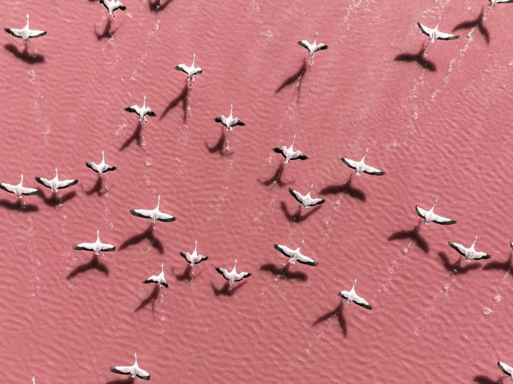 Birds flying over water