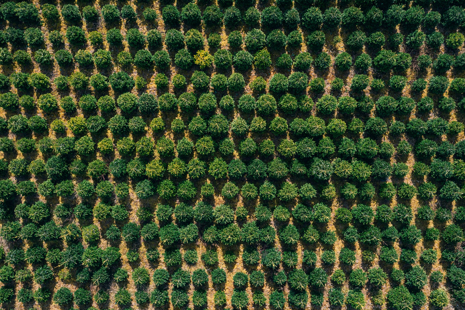 Dense rows of trees