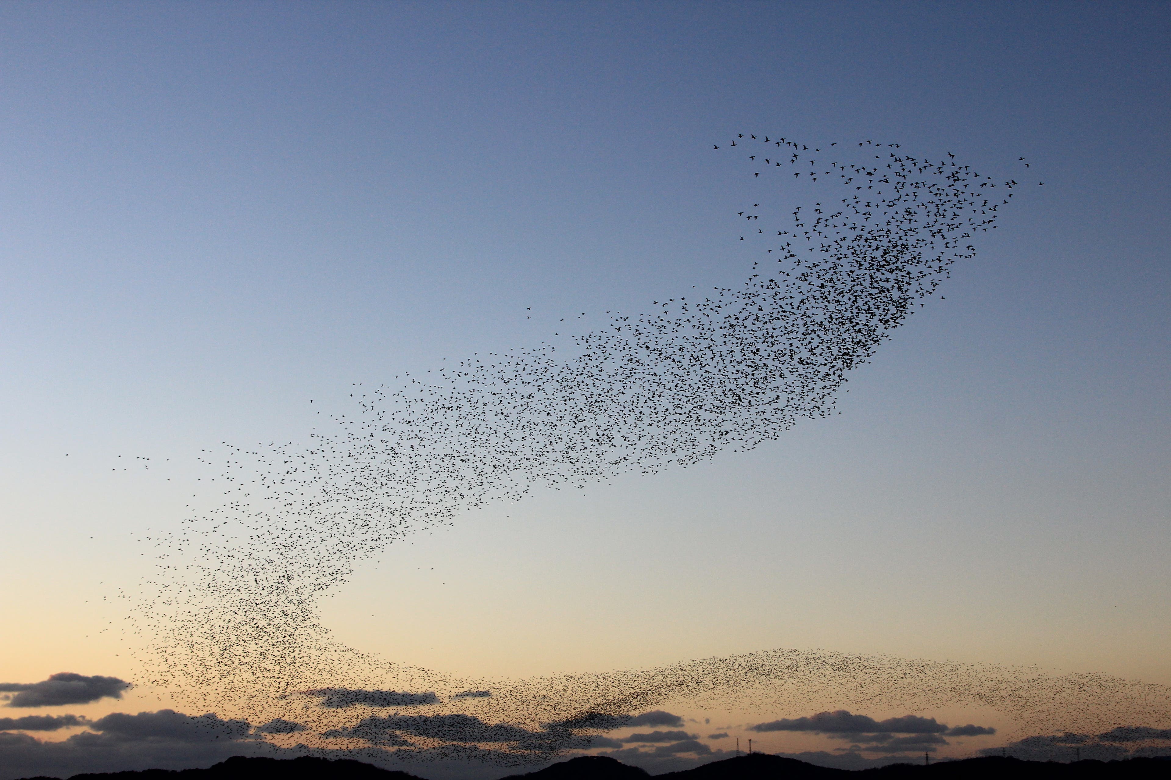 Birds in sky header image