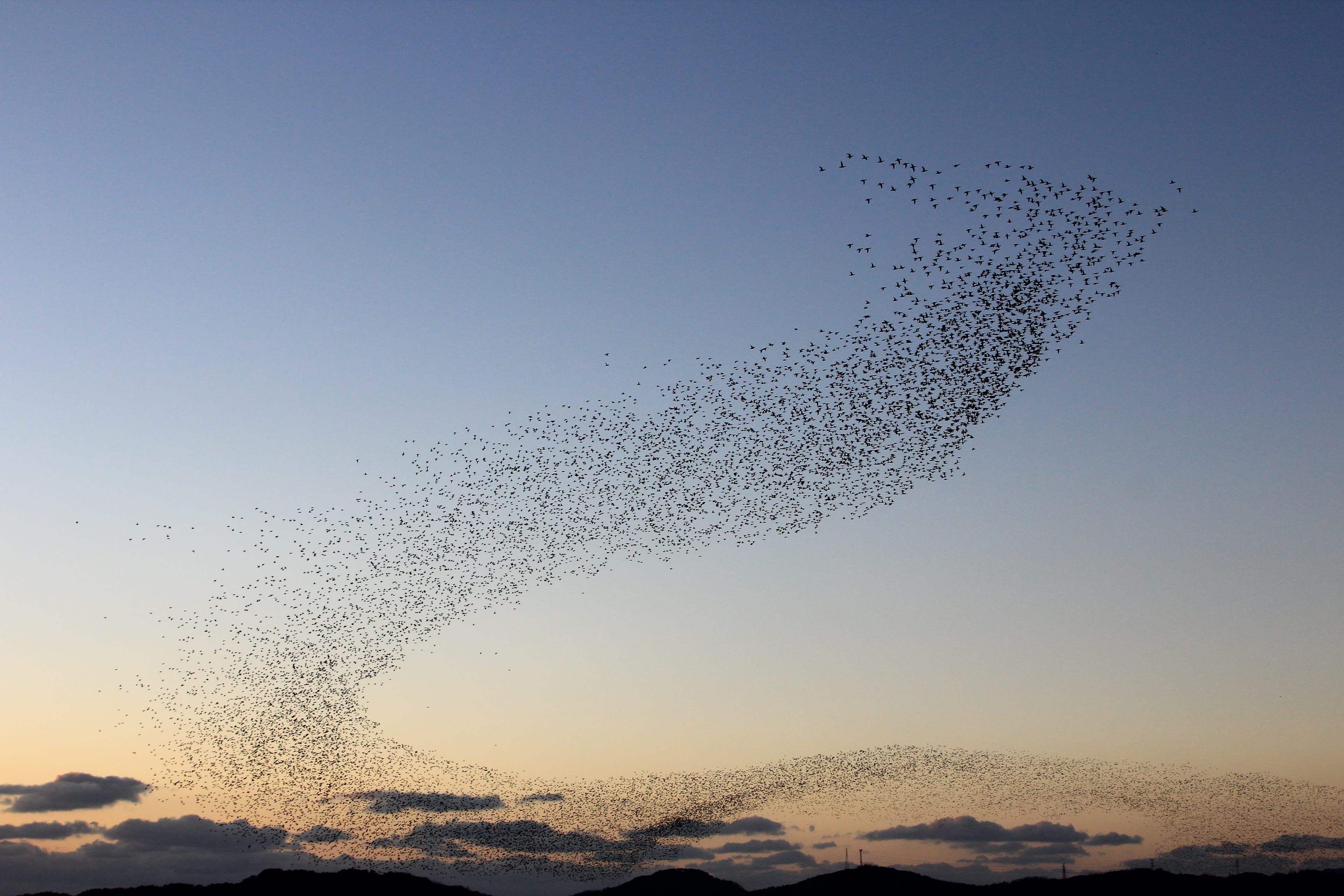 A flock of birds in flight during twilight