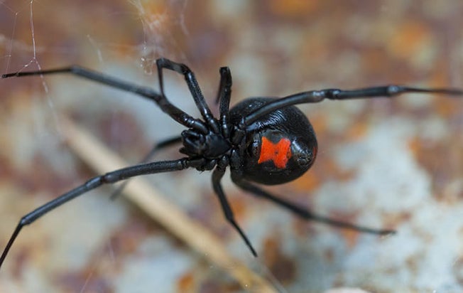 Close up of a black widow in a garden