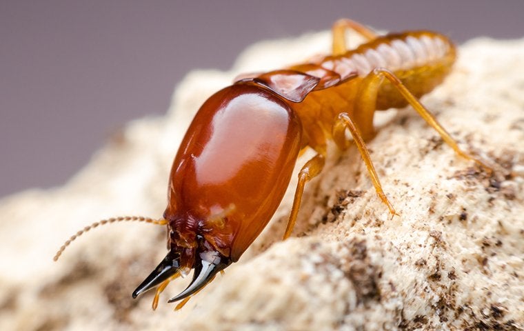close up photo of termite