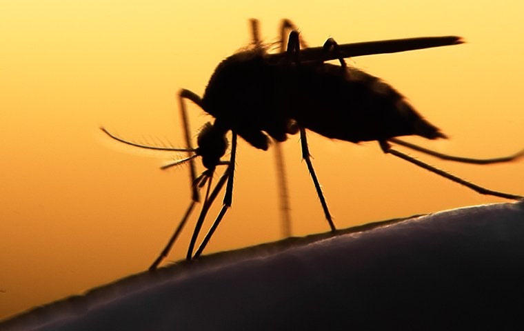 mosquito in front of a sunset