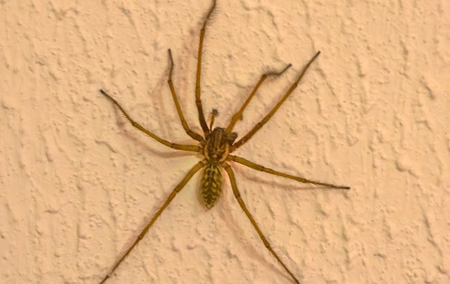 spider on a wall in a home