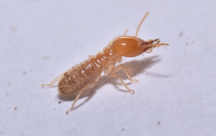 termite on kitchen coutner