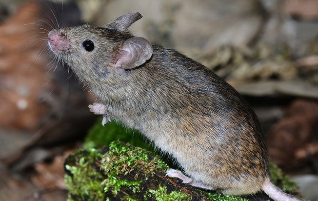 a mouse on mossy wood