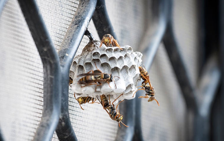 a wasp nest near a home