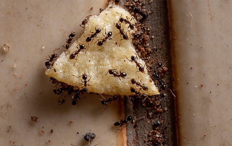 ants eating food
