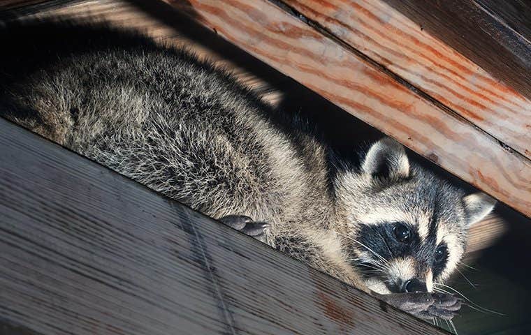 a raccoon in an attic space in home