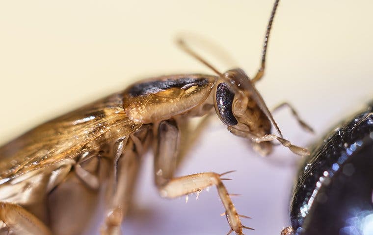 up close image of a german cockroach eating food in a kitchen