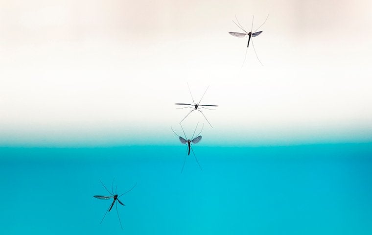 mosquitoes flying near a pool