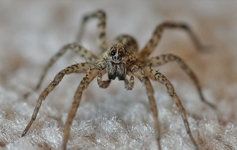 up close image of a wolf spider crawling on a living room rug