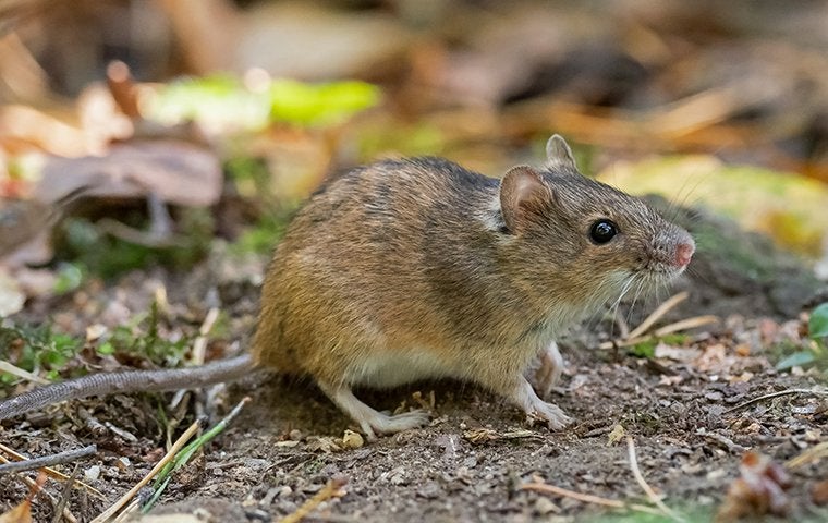 house mouse foraging in the yard