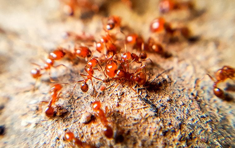fire ants on the ground