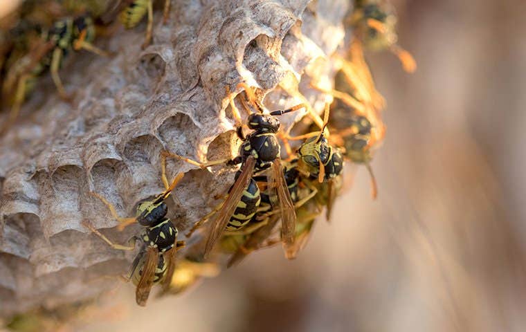 wasps on a nest