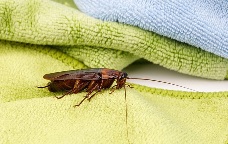 cockroach on a bath towel 
