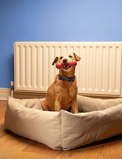 Dog with toy in mouth.