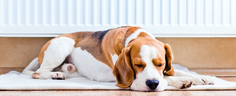 Beagle sleeping by a radiator