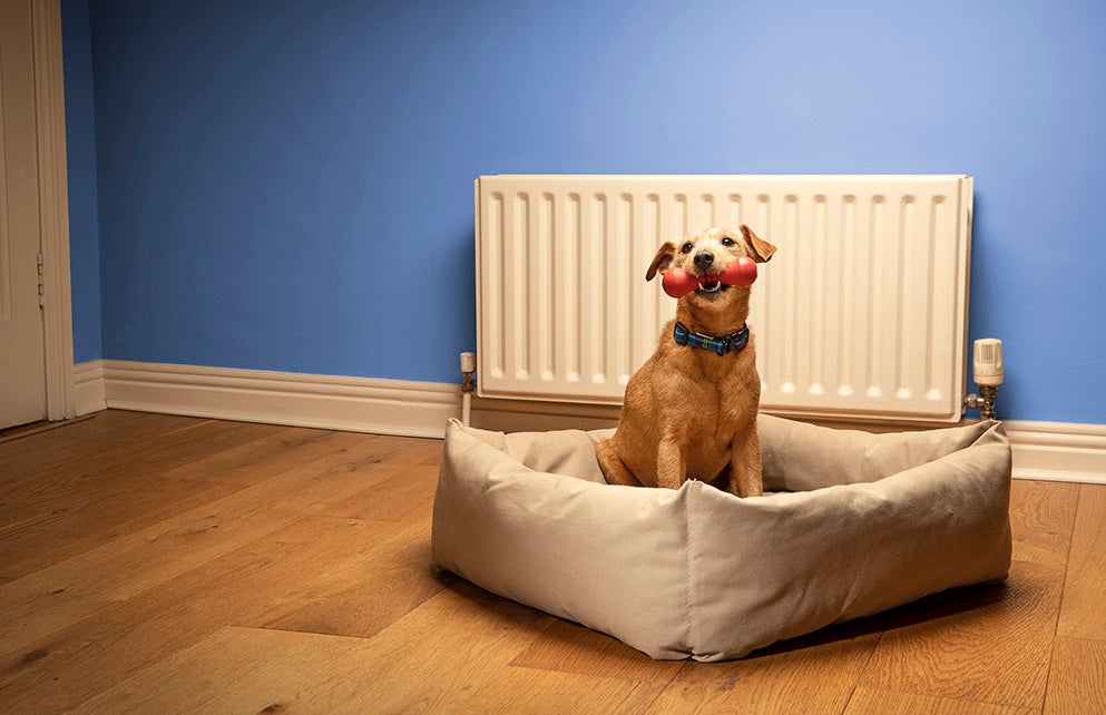 Dog with toy in mouth.