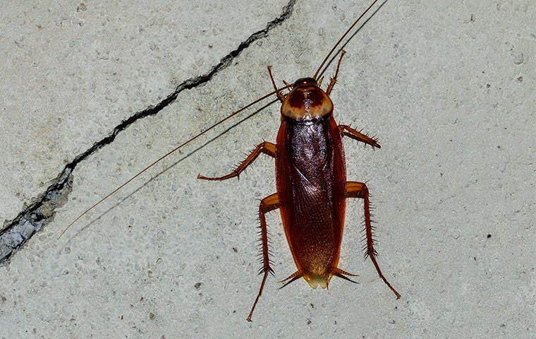 cockroach in walkway