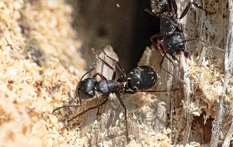 ants eating through wood