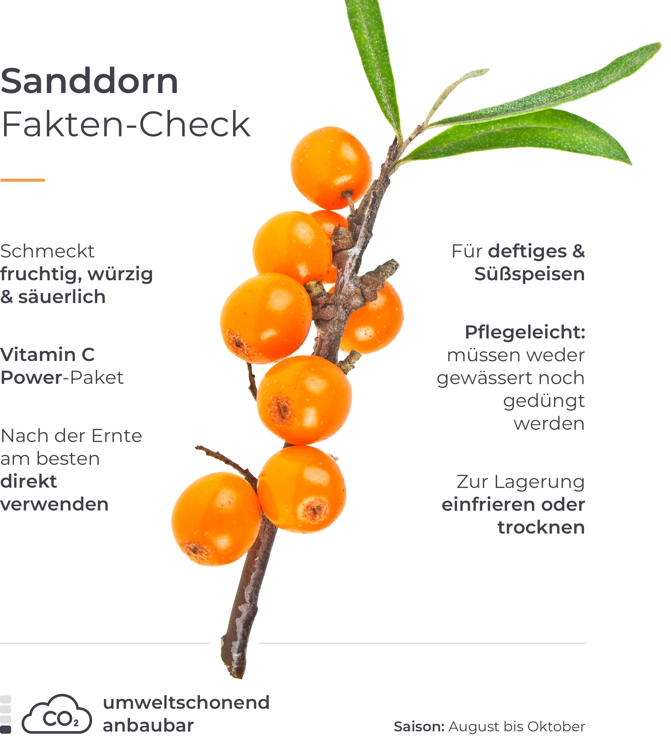 Infografik mit Fakten zum Sanddorn.