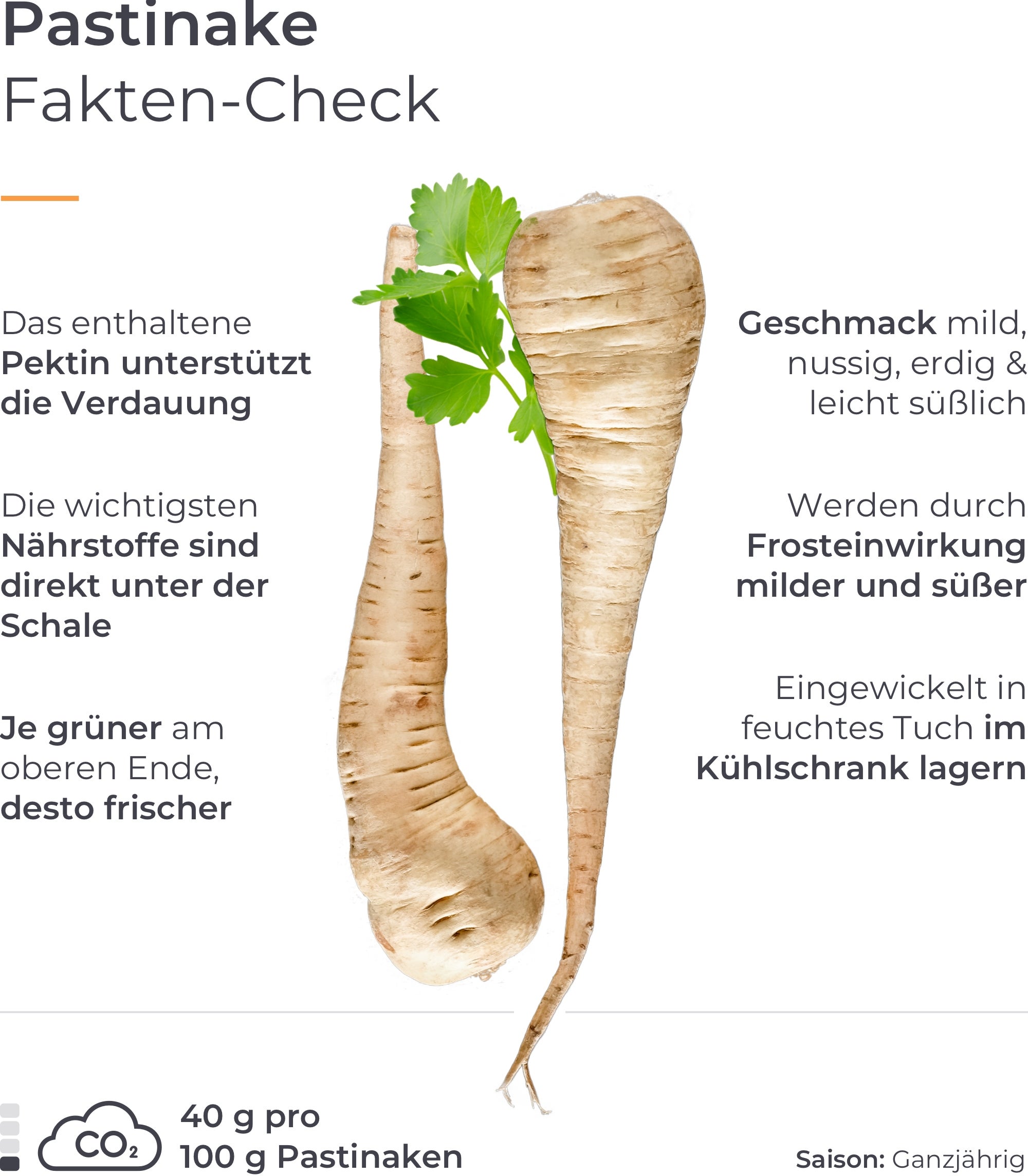 Infografik zur Pastinake.