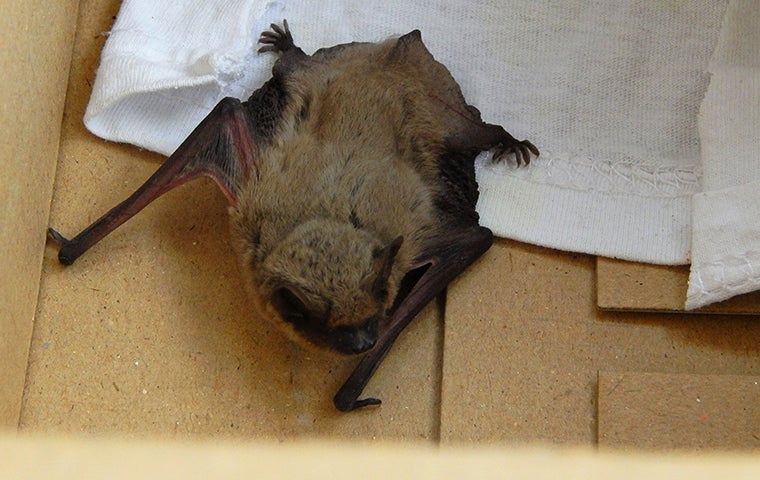 a bat in a home