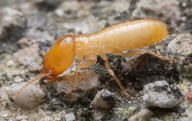 a termite up close on the ground