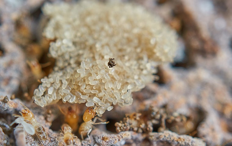 termite eggs in a large clump