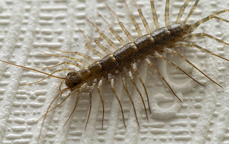 a house centipede up close