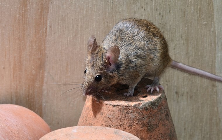 a mouse in a shed