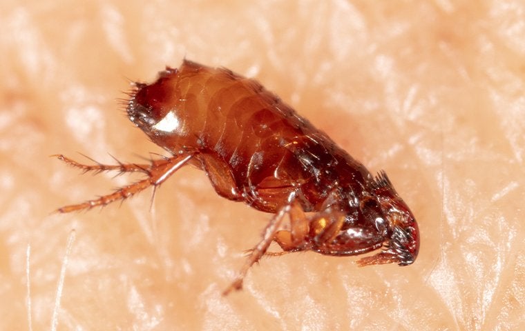 flea on a person