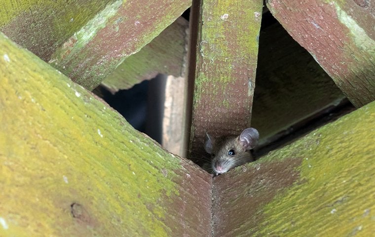a rat hiding in the rafters