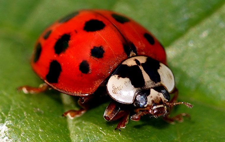 Red lady bug on a leaf