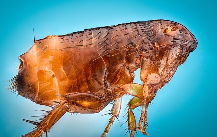 a flea up close