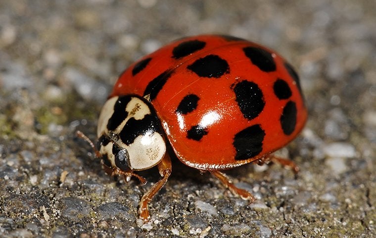 a lady bug near a home