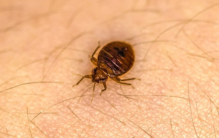 a bed bug up close on a person