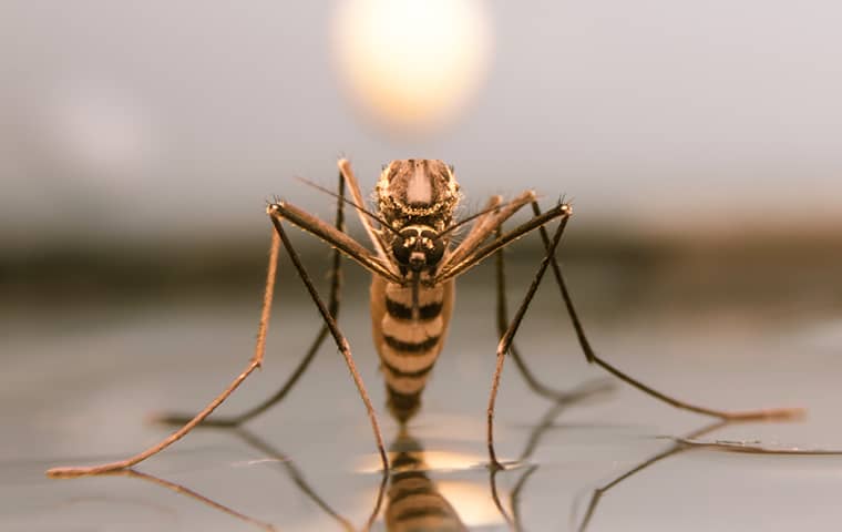 up close image of a mosquito