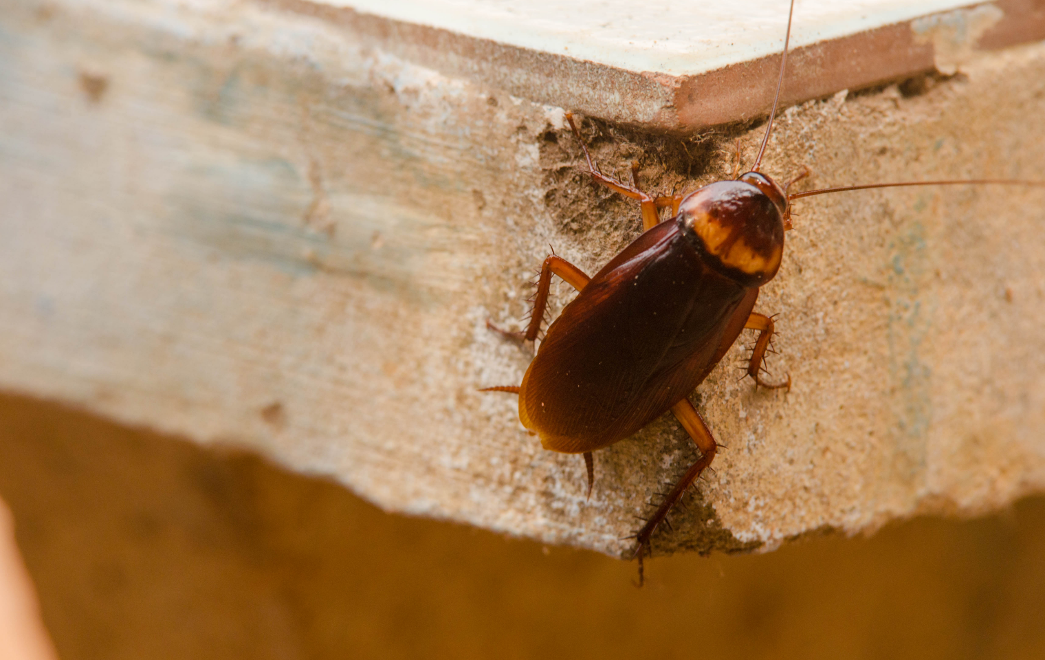 identifying a cockroach