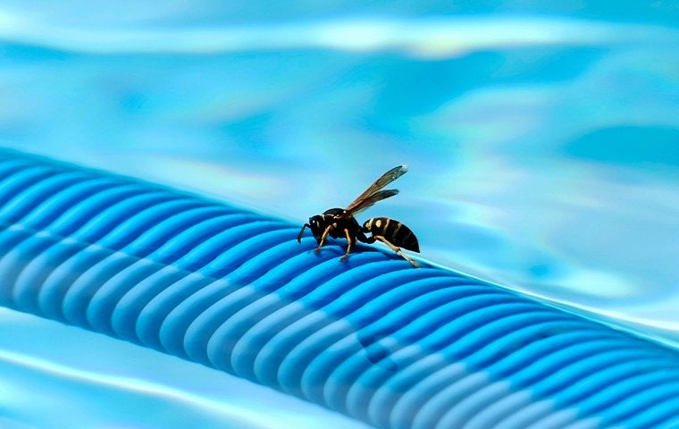 a wasp near a swimming pool