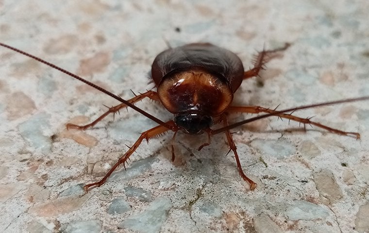 a big american cockroach on a stone floor