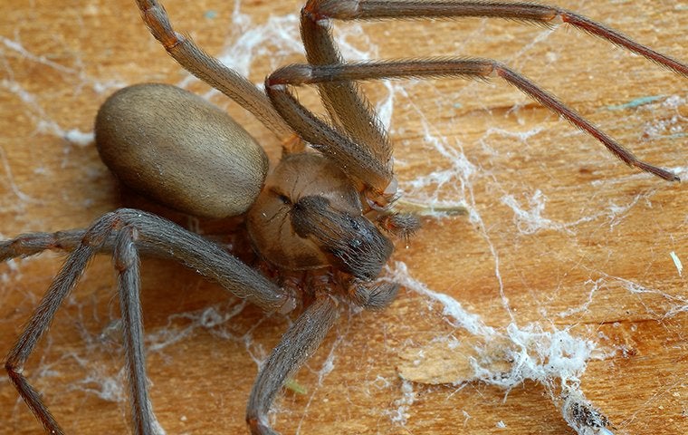 brown recluse in a home