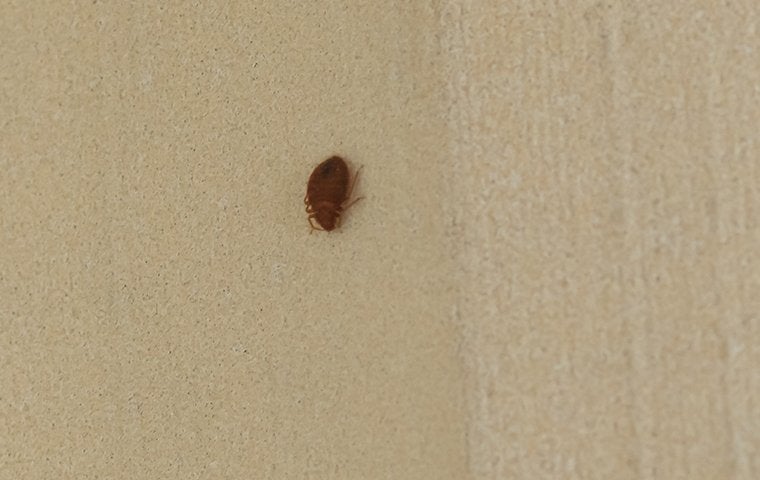 dark photo of a bed bug in a home