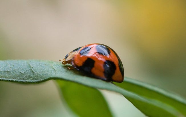a lady bug on a leaf