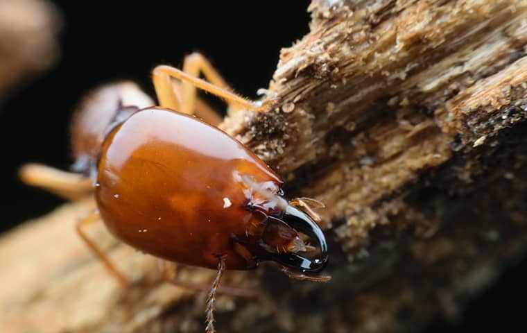 a close up of a  termite eating wood